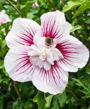 Hibiscus syriacus Starburst Chiffon