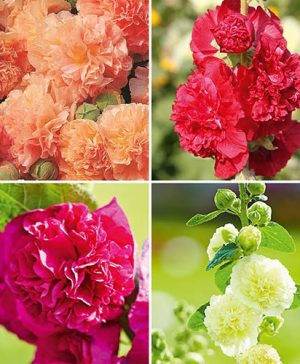 Hollyhock Chaters Double Mix