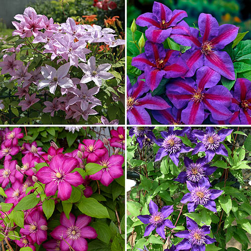 Hybrid Clematis Collection