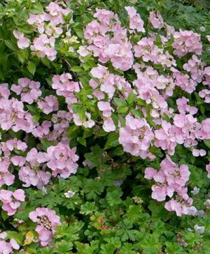 Hydrangea French Bolero