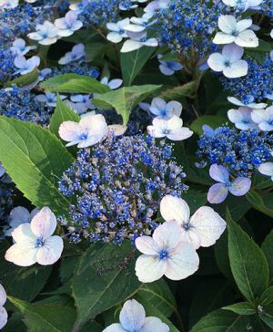 Hydrangea Magic Pillow