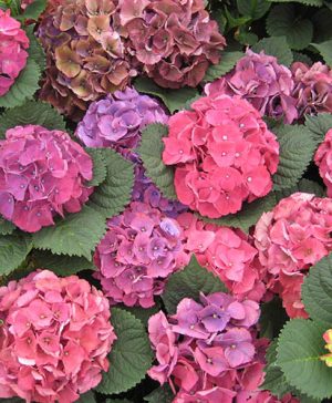 Hydrangea Magical Allegretto