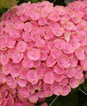 Hydrangea Magical Amazone