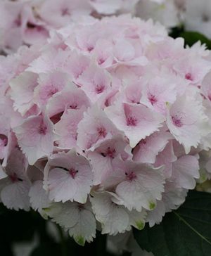 Hydrangea Magical Emerald