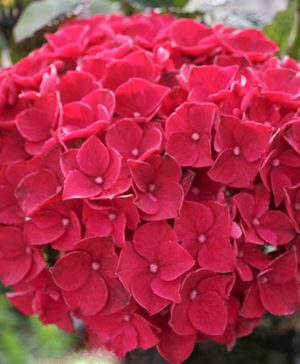 Hydrangea Magical Pink Ruby