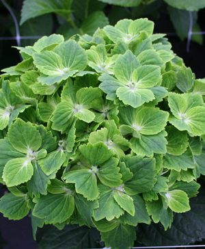 Hydrangea Magical Rhapsody