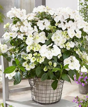Hydrangea Runaway Bride