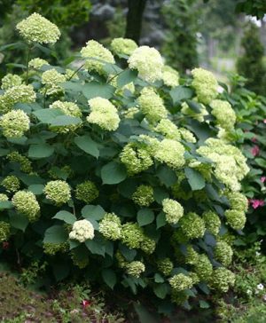 Hydrangea arborescens Lime Rickey