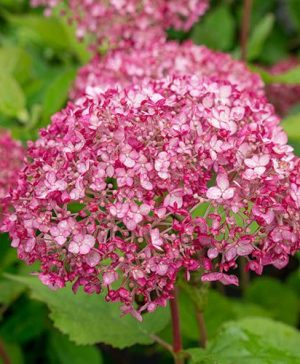 Hydrangea arborescens Sweet Annabelle