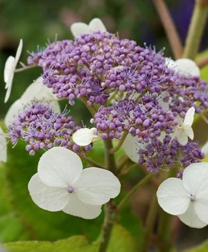 Hydrangea aspera Goldrush