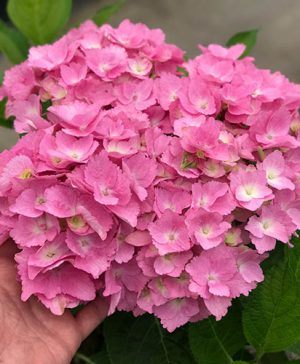 Hydrangea macr. Sweet Seduction 9cm