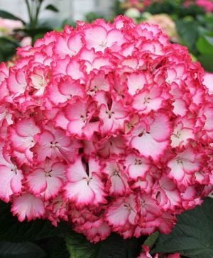 Hydrangea macrophylla Colour Dream