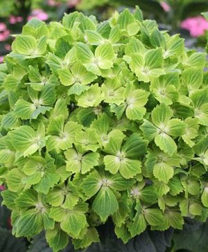 Hydrangea macrophylla Rhapsody