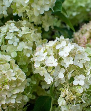 Hydrangea paniculata Bobo
