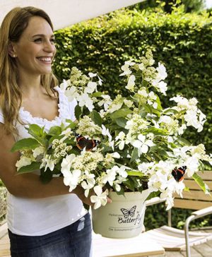 Hydrangea paniculata Butterfly