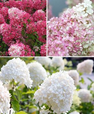 Hydrangea paniculata Collection