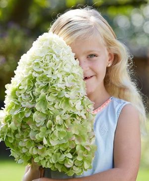 Hydrangea paniculata Hercules