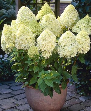 Hydrangea paniculata Limelight