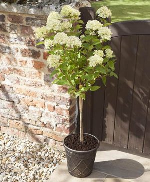 Hydrangea paniculata Little Lime standard