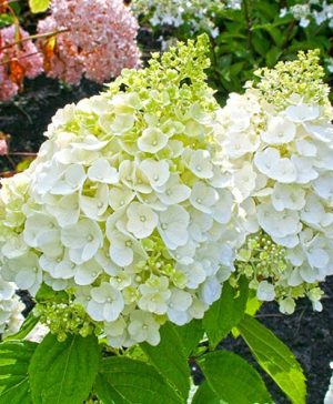 Hydrangea paniculata Magical Mont Blanc