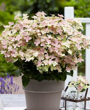 Hydrangea paniculata Polestar (R)