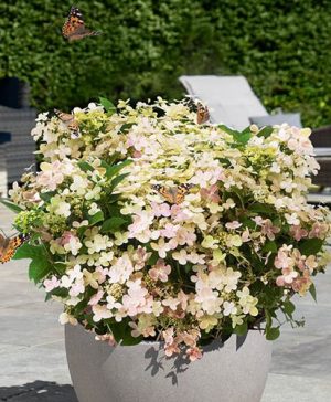 Hydrangea paniculata Switch Ophelia (R)