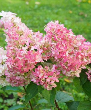 Hydrangea paniculata Vanille Fraise