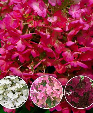 Hydrangea paniculata Wims Red