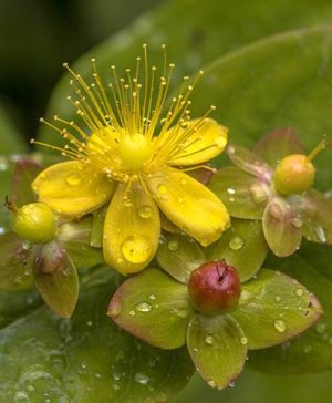 Hypericum Miracle Attraction (PBR)