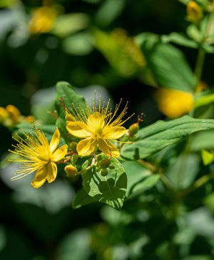 Hypericum inodorum Magical Beauty