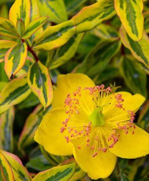 Hypericum moserianum Little Misstery