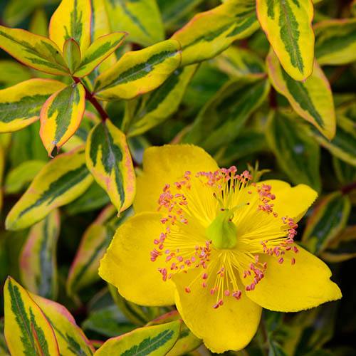 Hypericum moserianum Little Misstery