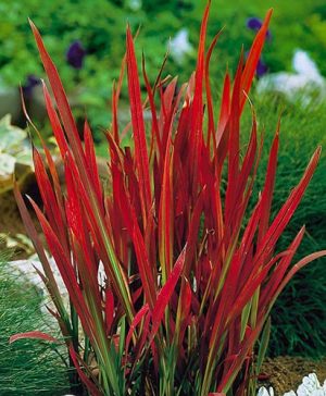 Imperata Red Baron - Blood Grass