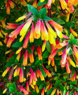 Jacobinia pauciflora