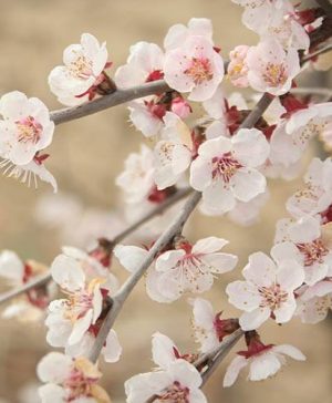 Japanese Blossom Cherry Prunus Kojo-No-Mai