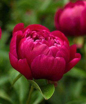 Japanese Tree Peony Taiyo