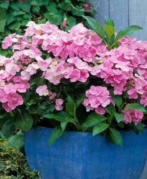 Lace Cap Hydrangea macrophylla Messelina