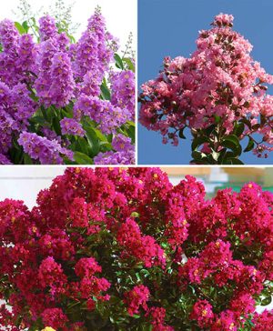 Lagerstroemia Collection 3 x 9cm