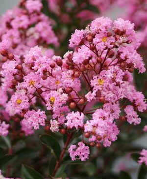 Lagerstroemia Eveline