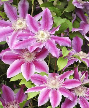 Large Flowered Clematis Candy Stripe