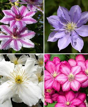 Large Flowered Clematis Collection