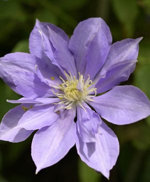 Large Flowered Clematis Mrs Cholmondeley
