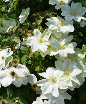 Large Flowered Clematis Sylvia Denny