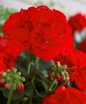 Large Red Zonal Geranium Collection