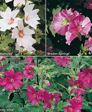 Lavatera Mallow Collection