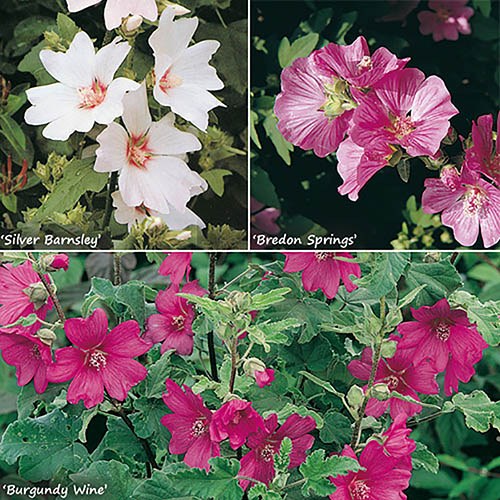 Lavatera Mallow Collection