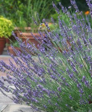 Lavender Lavandula intermedia Phenomenal