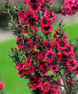Leptospermum scoparium Red Damask 9cm