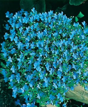 Lobelia Cambridge Blue Seeds