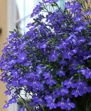 Lobelia Crystal Palace Blue